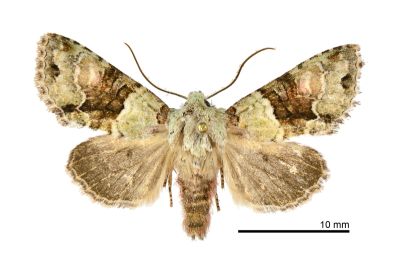 粉色烏夜蛾 Nyctycia adnivis 雄蟲