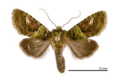 遠藤烏夜蛾 Nyctycia endoi endoi 雌蟲