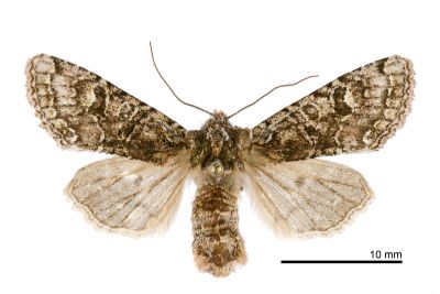 臺灣烏夜蛾 Nyctycia mesomelana formosana 雌蟲