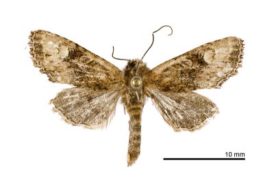 小烏夜蛾 Nyctycia stenoptera minori 雄蟲