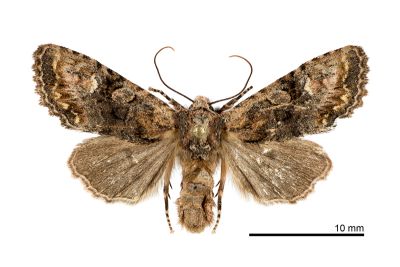 小烏夜蛾 Nyctycia stenoptera minori 雌蟲
