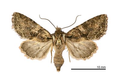長喙秋夜蛾 Nyctyciomorpha plagiogramma 雌蟲