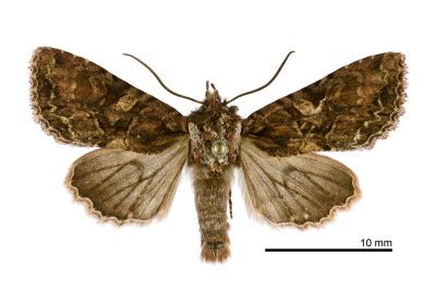 長喙秋夜蛾 Nyctyciomorpha plagiogramma 雄蟲