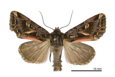 白眉矢夜蛾 Odontestra laszlogabi 雄蟲