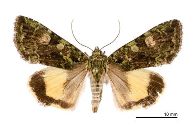 山裙劍夜蛾 Olivenebula monticola 雄蟲