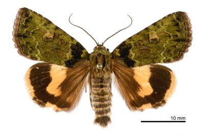 霉裙劍夜蛾 Olivenebula oberthueri 雄蟲