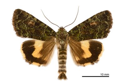 霉裙劍夜蛾 Olivenebula oberthueri 雄蟲