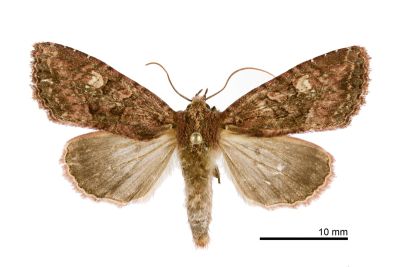 陽秋山夜蛾 Oroplexia erinacea erinacea 雌蟲