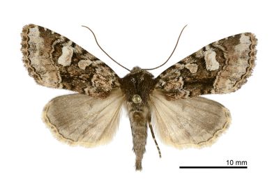 多變秋山夜蛾 Oroplexia variegata 雌蟲