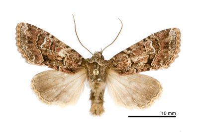 多變秋山夜蛾 Oroplexia variegata 雄蟲