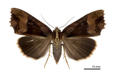 鷹翅夜蛾 Orthogonia plumbinotata 雌蟲