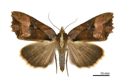 鷹翅夜蛾 Orthogonia plumbinotata 雄蟲