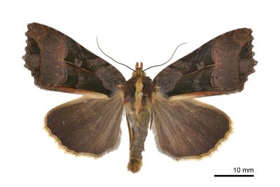 鷹翅夜蛾 Orthogonia plumbinotata 雄蟲