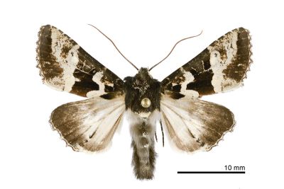 白斑衫夜蛾 Phlogophora albovittata 雄蟲