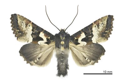 白斑衫夜蛾 Phlogophora albovittata 雄蟲