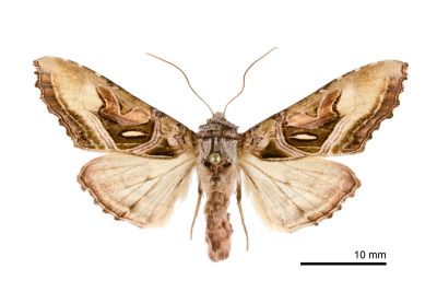 棍棒衫夜蛾 Phlogophora clava 雌蟲