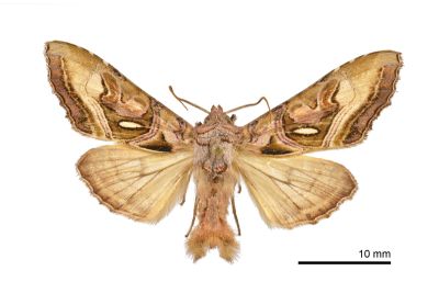 棍棒衫夜蛾 Phlogophora clava 雄蟲