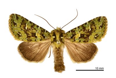 羅夜蛾 Plexiphleps stellifera 雄蟲