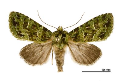 羅夜蛾 Plexiphleps stellifera 雄蟲