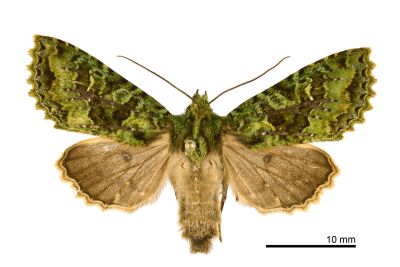 臺灣綠鷹夜蛾 Potnyctycia taiwana 雌蟲