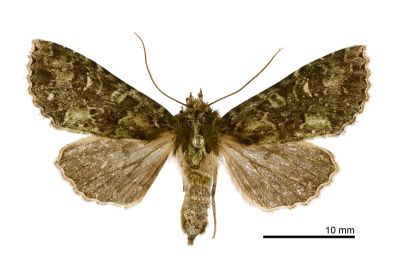 臺灣綠鷹夜蛾 Potnyctycia taiwana 雌蟲