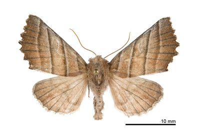 茶褐殿夜蛾 Pygopteryx fulva 雌蟲