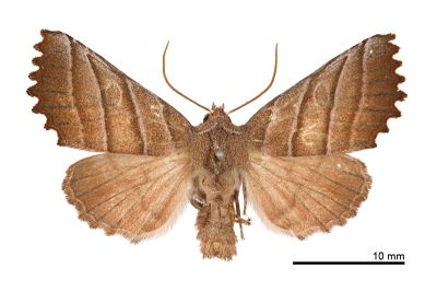 茶褐殿夜蛾 Pygopteryx fulva 雄蟲