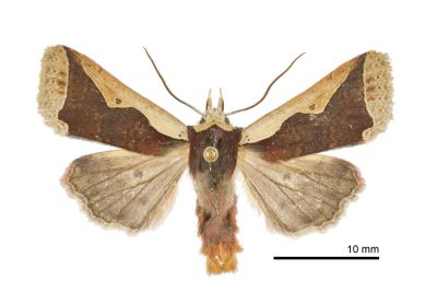 分明長喙夜蛾 Rhynchaglaea hemixantha hemixantha 雄蟲