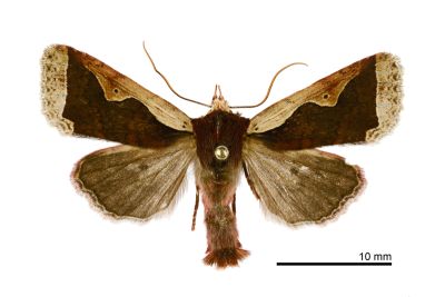 分明長喙夜蛾 Rhynchaglaea hemixantha hemixantha 雄蟲