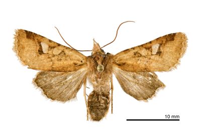 隱長喙夜蛾 Rhynchaglaea labiscitula 雌蟲