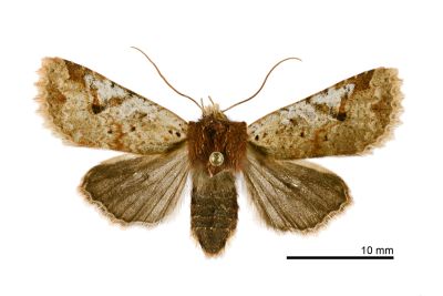 枯紋長喙夜蛾 Rhynchaglaea perscitula 雌蟲
