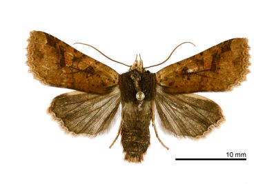 枯紋長喙夜蛾 Rhynchaglaea perscitula 雌蟲