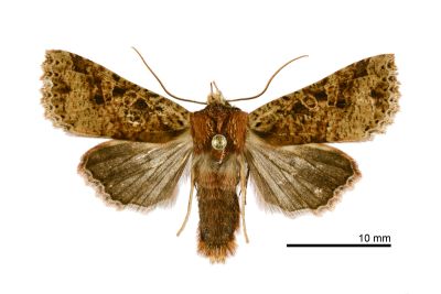 枯紋長喙夜蛾 Rhynchaglaea perscitula 雄蟲