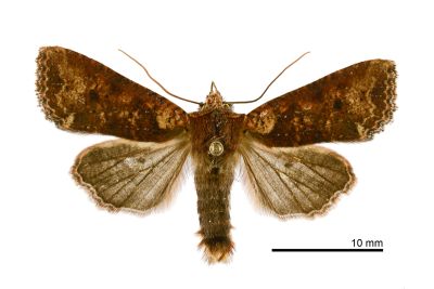 臺灣長喙夜蛾 Rhynchaglaea taiwana 雄蟲