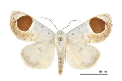 丹日明夜蛾 Sphragifera sigillata taimacula 雄蟲