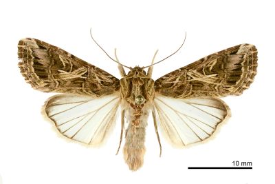 斜紋夜蛾 Spodoptera litura 雌蟲