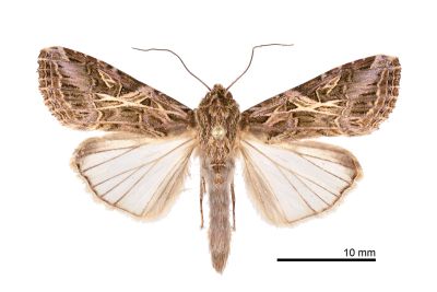 斜紋夜蛾 Spodoptera litura 雌蟲