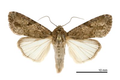 劍斜紋夜蛾 Spodoptera mauritia 雄蟲
