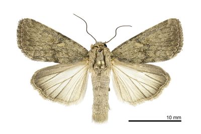梳灰翅夜蛾 Spodoptera pecten 雌蟲