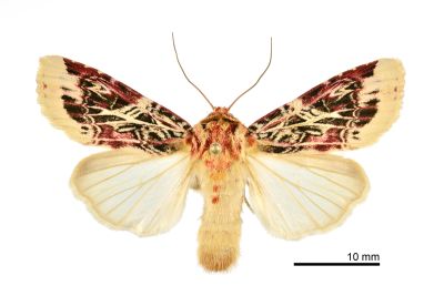 彩翅斜紋夜蛾 Spodoptera picta 雌蟲