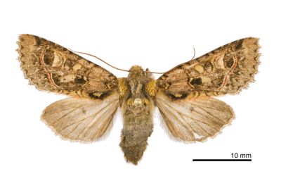 綠鳶夜蛾 Taivaleria rubrifasciata 雌蟲
