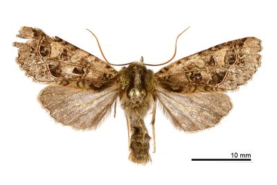 綠鳶夜蛾 Taivaleria rubrifasciata 雄蟲