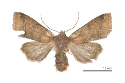 黯赭棕夜蛾 Agrocholorta atrifusa 雌蟲