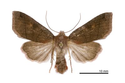 黯赭棕夜蛾 Agrocholorta atrifusa 雌蟲