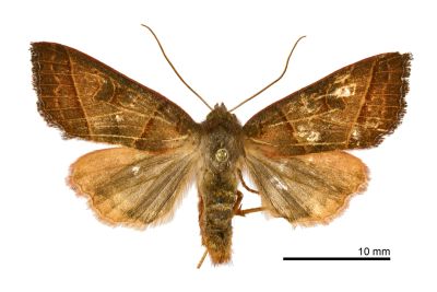 顏氏遥夜蛾 Telorta shenhornyeni 雌蟲