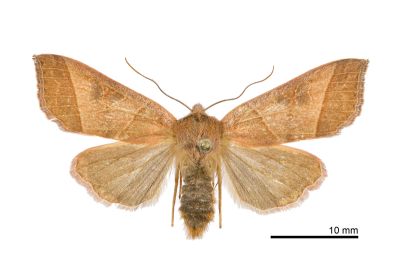 顏氏遥夜蛾 Telorta shenhornyeni 雌蟲