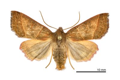 顏氏遥夜蛾 Telorta shenhornyeni 雄蟲