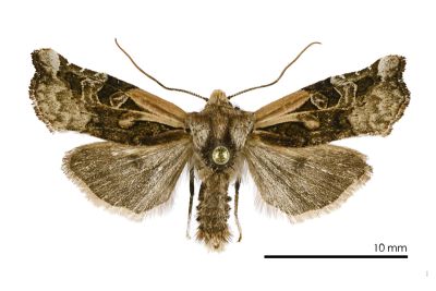 合歡曲翼夜蛾 Teratoglaea hohuanshanensis 雄蟲