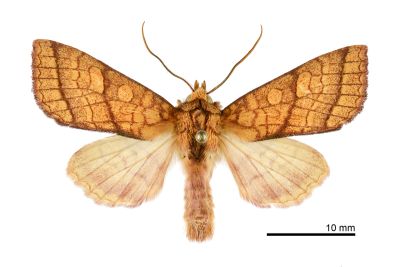 優美秋冬夜蛾 Tiliacea opipara 雄蟲