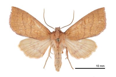 塔塔加秋冬夜蛾 Tiliacea tatachana 雌蟲